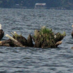 Ben Stoutamire Landing